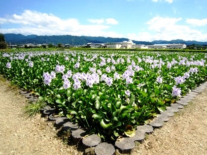 本薬師寺跡の花の競演　ホテイアオイ