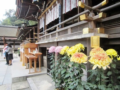 大神神社の菊