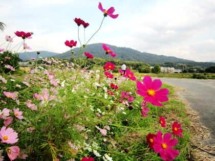 三輪山とコスモス