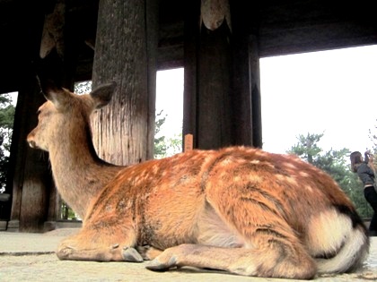 東大寺南大門の鹿