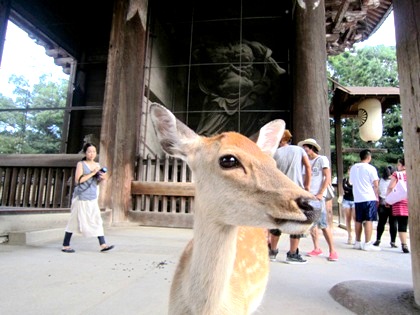 東大寺南大門　奈良公園の鹿