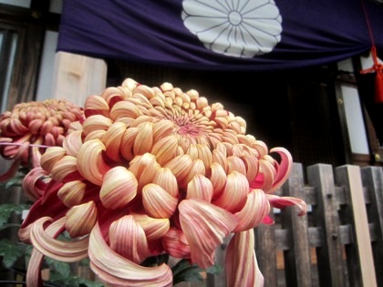 大神神社の菊　十六菊花紋