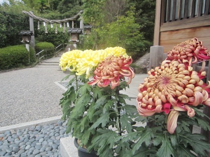 大神神社の菊