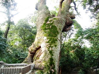 奈良豆比古神社の樟