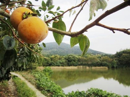 三輪山　柿　井寺池