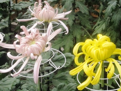 大神神社の菊