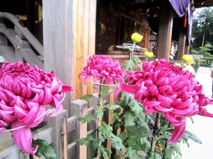 大神神社の菊