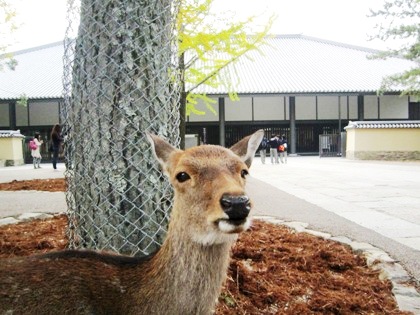 東大寺ミュージアム　奈良公園の鹿