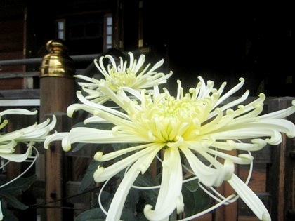 大神神社の菊