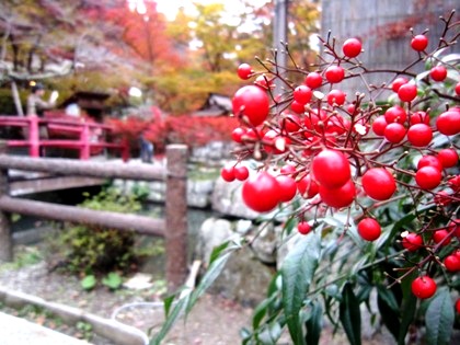 南天　談山神社