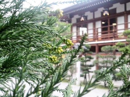 大神神社参集殿　杉の芽