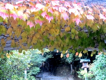 蔦の紅葉　大神神社の紅葉