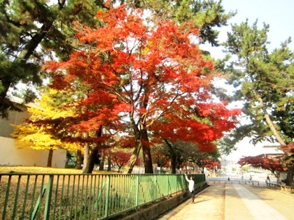 興福寺の紅葉　登大路