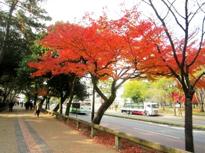 奈良公園の紅葉