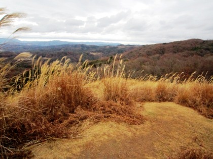 鶯塚古墳のすすき