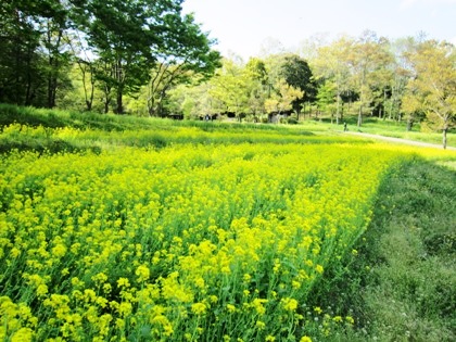 甘樫丘の菜の花