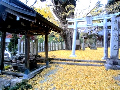 素盞雄神社の大銀杏