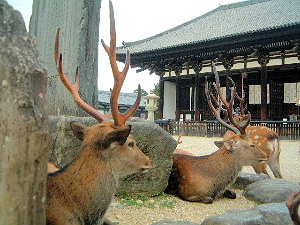 奈良公園の鹿