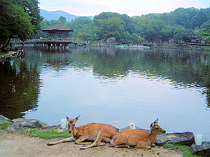 奈良公園の鹿　鷺池