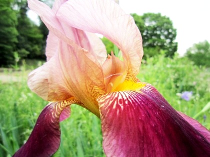 初夏の花