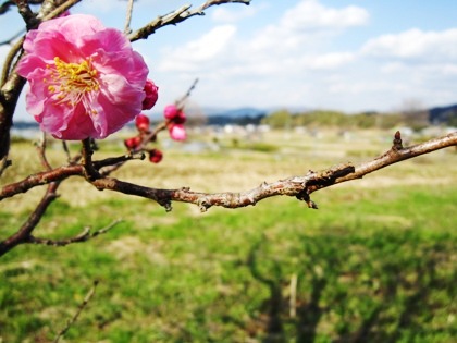 大鳥の羽易の山