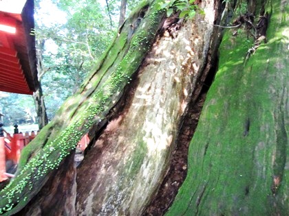 水谷神社の宿生木