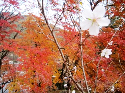 寒桜と紅葉