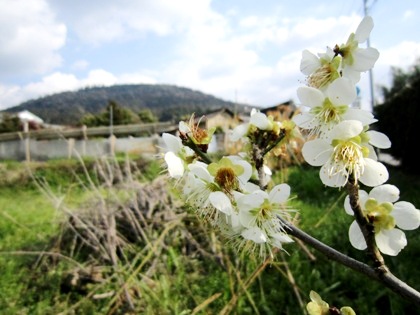 三輪山と梅