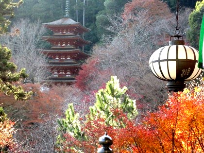 長谷寺の紅葉　国宝本堂　五重塔