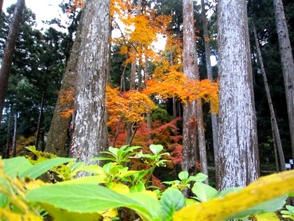 長谷寺の紅葉