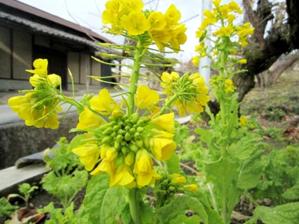 菜の花