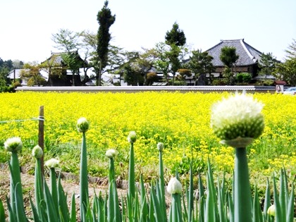 ねぎ坊主と菜の花　飛鳥寺