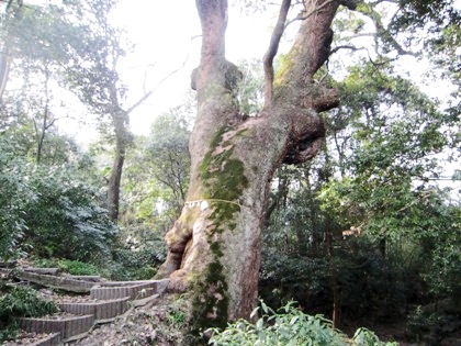 大クス　大楠　奈良豆比古神社