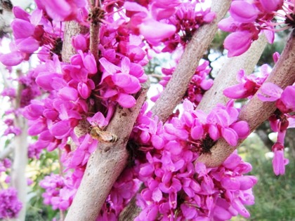 飛鳥川の畔に咲く花