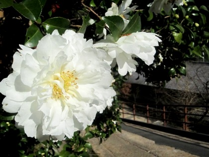 長谷寺の山茶花