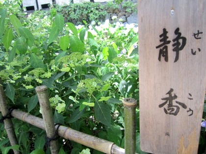 あじさいの静香　矢田寺