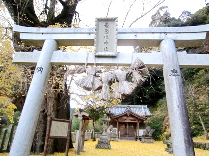 素盞雄神社の大銀杏　イチョウの巨樹　いちょうの木