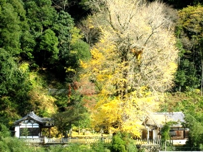 素盞雄神社の大銀杏