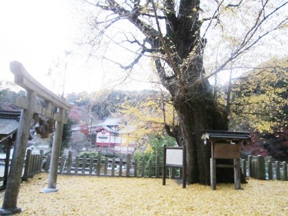 イチョウの巨樹