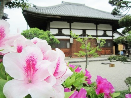 飛鳥寺のつつじ　ツツジ