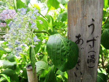 渦紫陽花　うずあじさい　ウズアジサイ