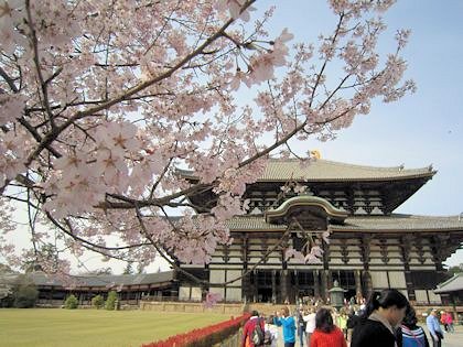 東大寺桜と日本の象徴 大神神社御用達の大正楼
