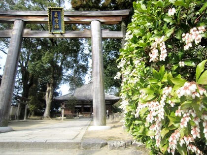 若宮社のあしび　馬酔木