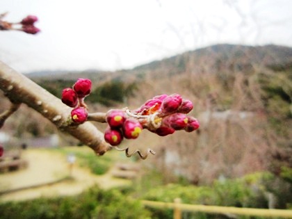 三輪山と桜の蕾