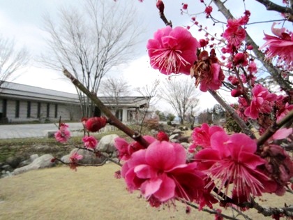 奈良県立万葉文化館の梅