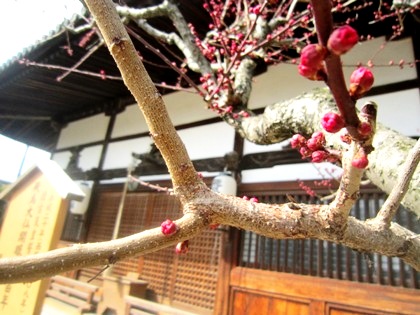 飛鳥寺本堂前の紅梅