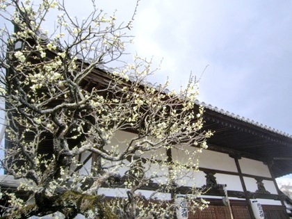 飛鳥寺本堂前の梅の花