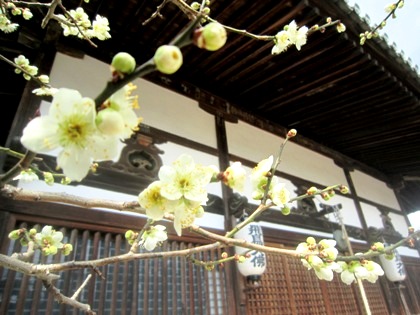 飛鳥寺本堂前の梅の花