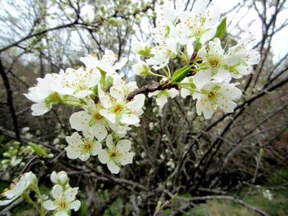 早咲きの桜