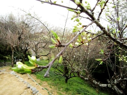 大美和の杜展望台の桜の蕾